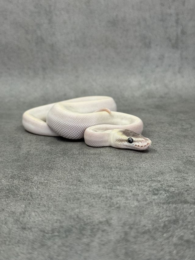 Koningspython Special Mojave Ghi Het Desert Ghost