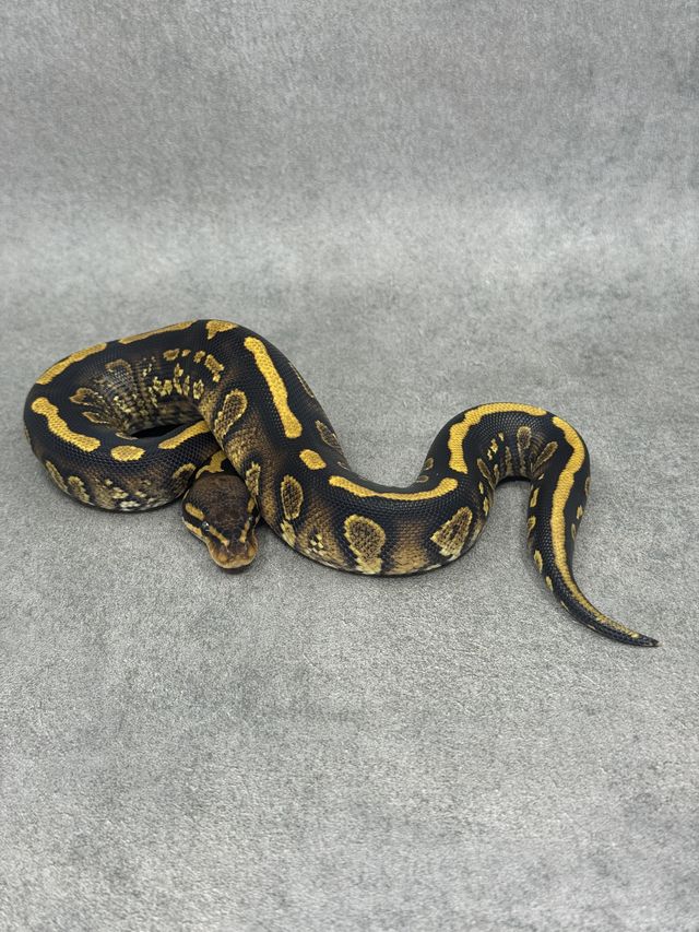 Koningspython Stranger Yellow Belly Het Clown Het Hypo