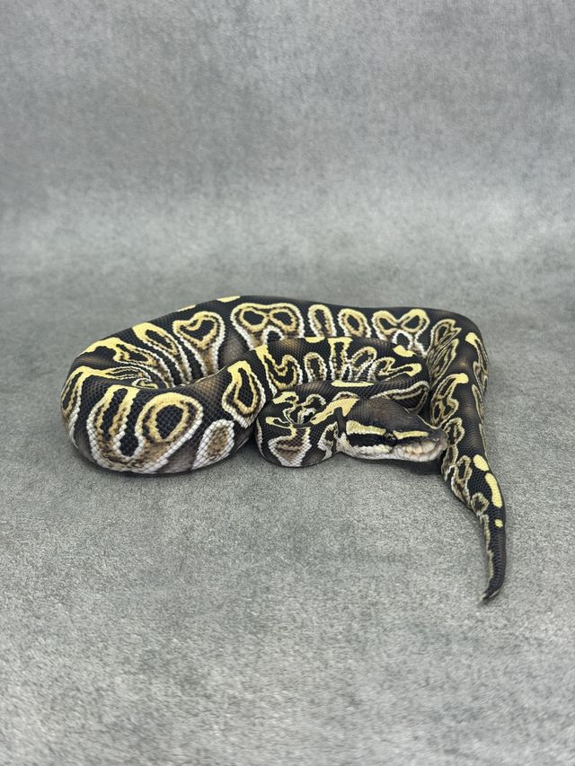 Koningspython Ghi Special Desert Ghost 50% Het Piebald
