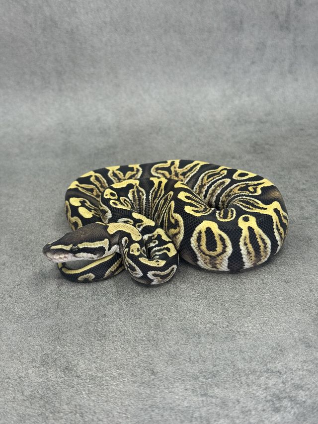 Koningspython Ghi Special Desert Ghost 50% Het Piebald