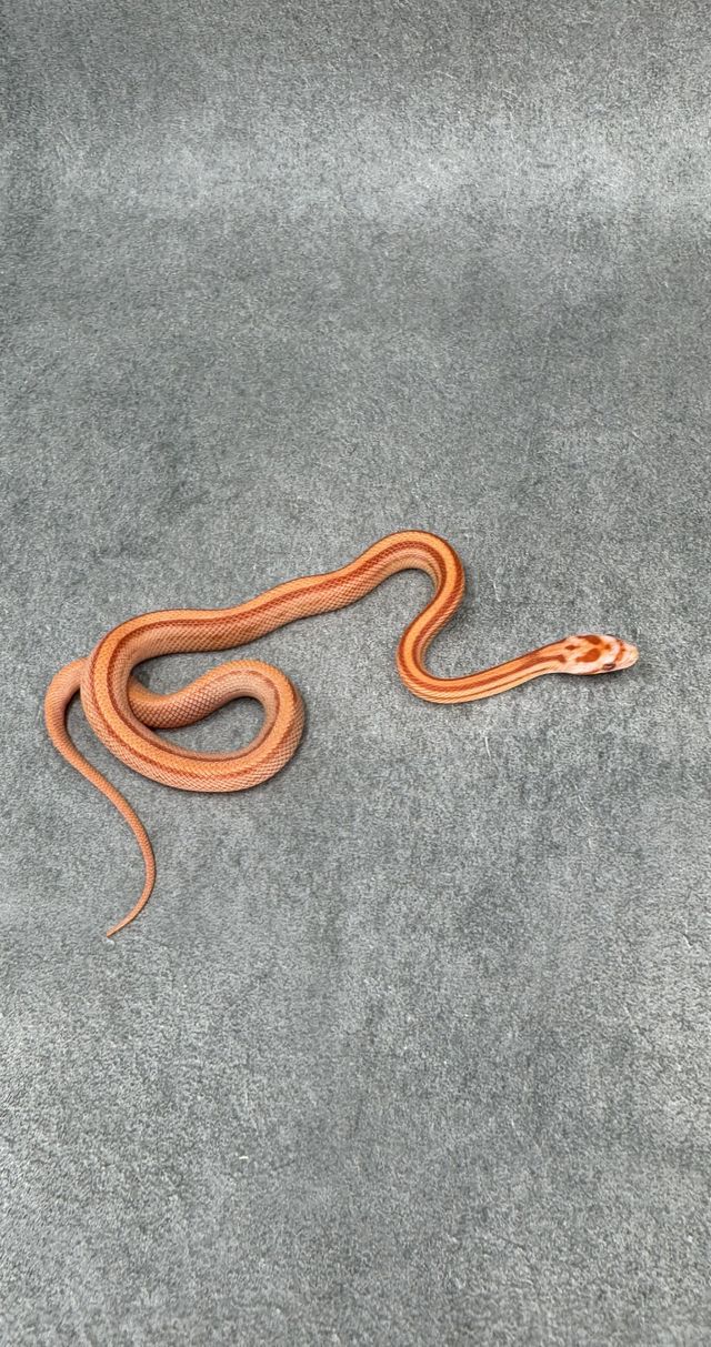 Korenslang Amel Stripe Het Caramel Hypo