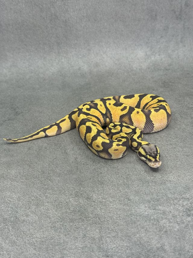 Koningspython Pastel Jaguar Hypo Poss Enchi