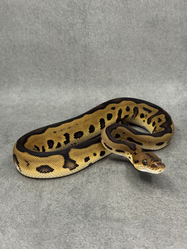 Koningspython Leopard Clown Het Desert Ghost