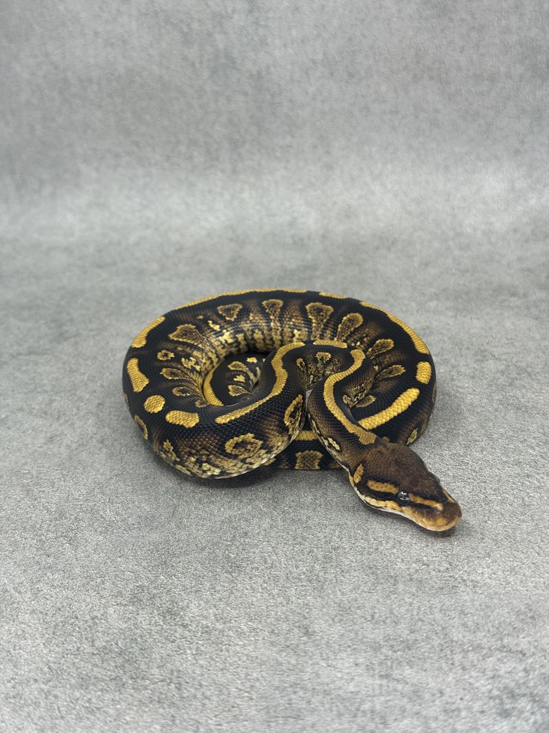Koningspython Stranger Yellow Belly Het Clown Het Hypo