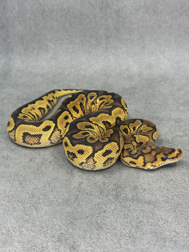 Koningspython Yellow Belly Clown Het Hypo