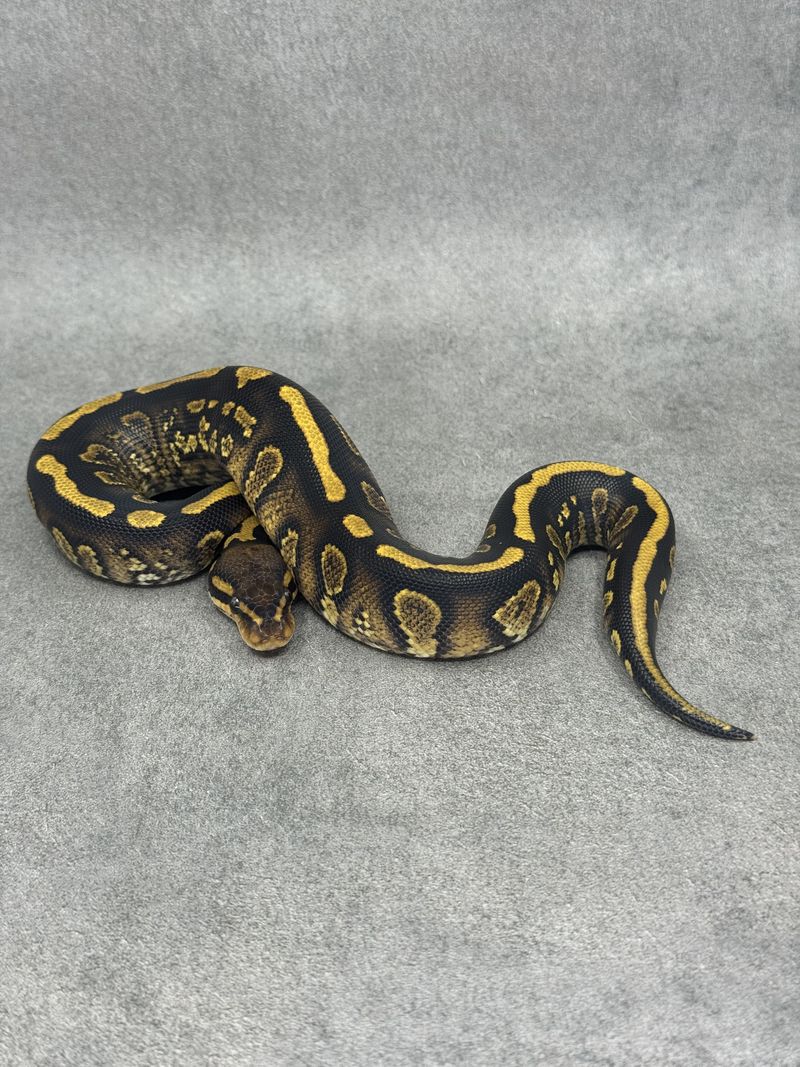 Koningspython Stranger Yellow Belly Het Clown Het Hypo