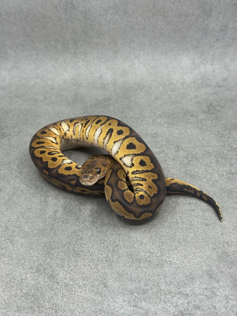 Koningspython Black Pastel Yellow Belly / Gravel Clown
