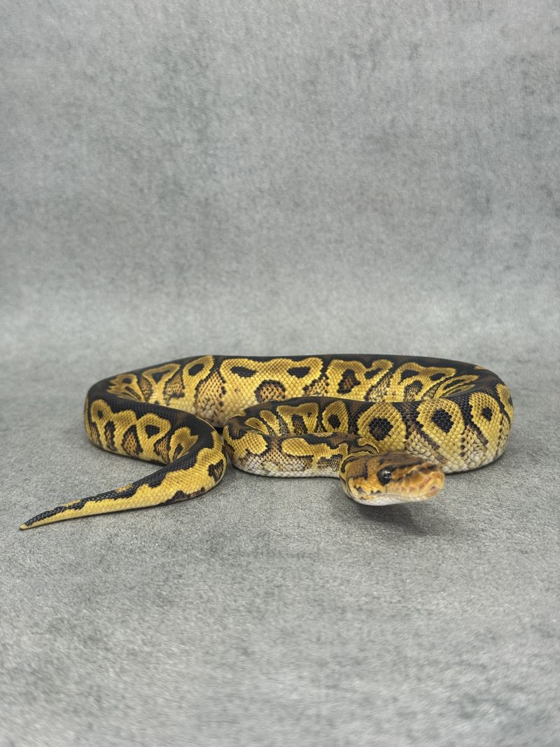 Koningspython Yellow Belly Clown Het Hypo