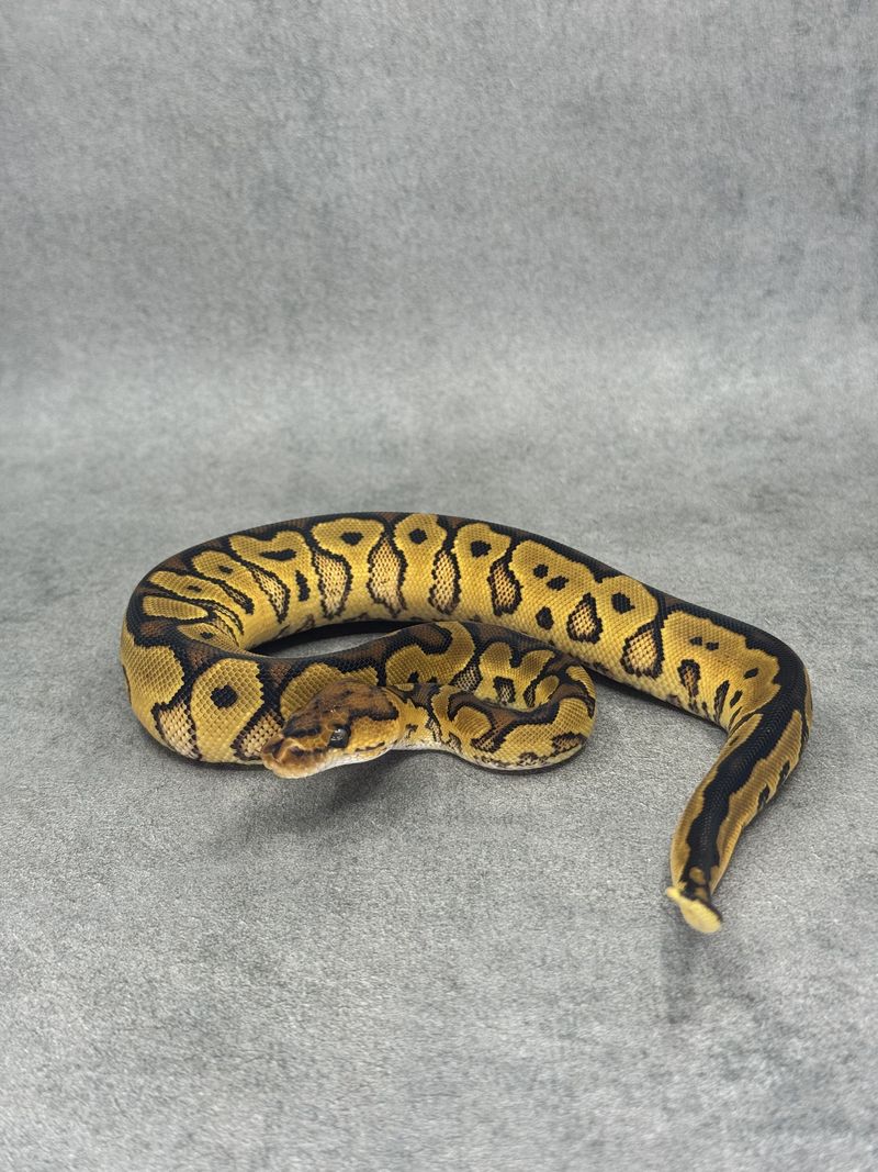 Koningspython Redstripe Yellow Belly / Gravel Clown