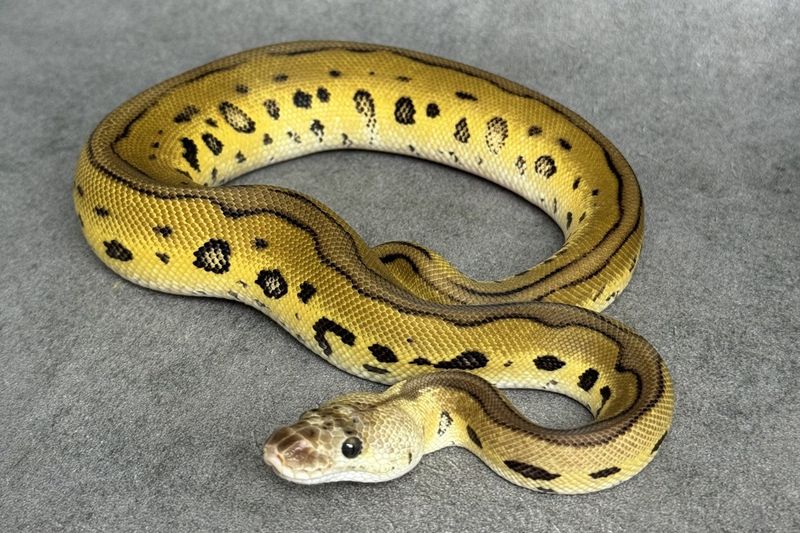 Koningspython, uitleg over de albino morph